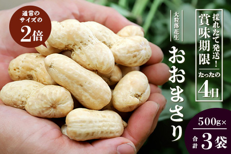食べ応え抜群の大粒落花生「おおまさり」５００g袋×３袋≪数量限定≫★7月中旬より順次発送★鹿児島県産