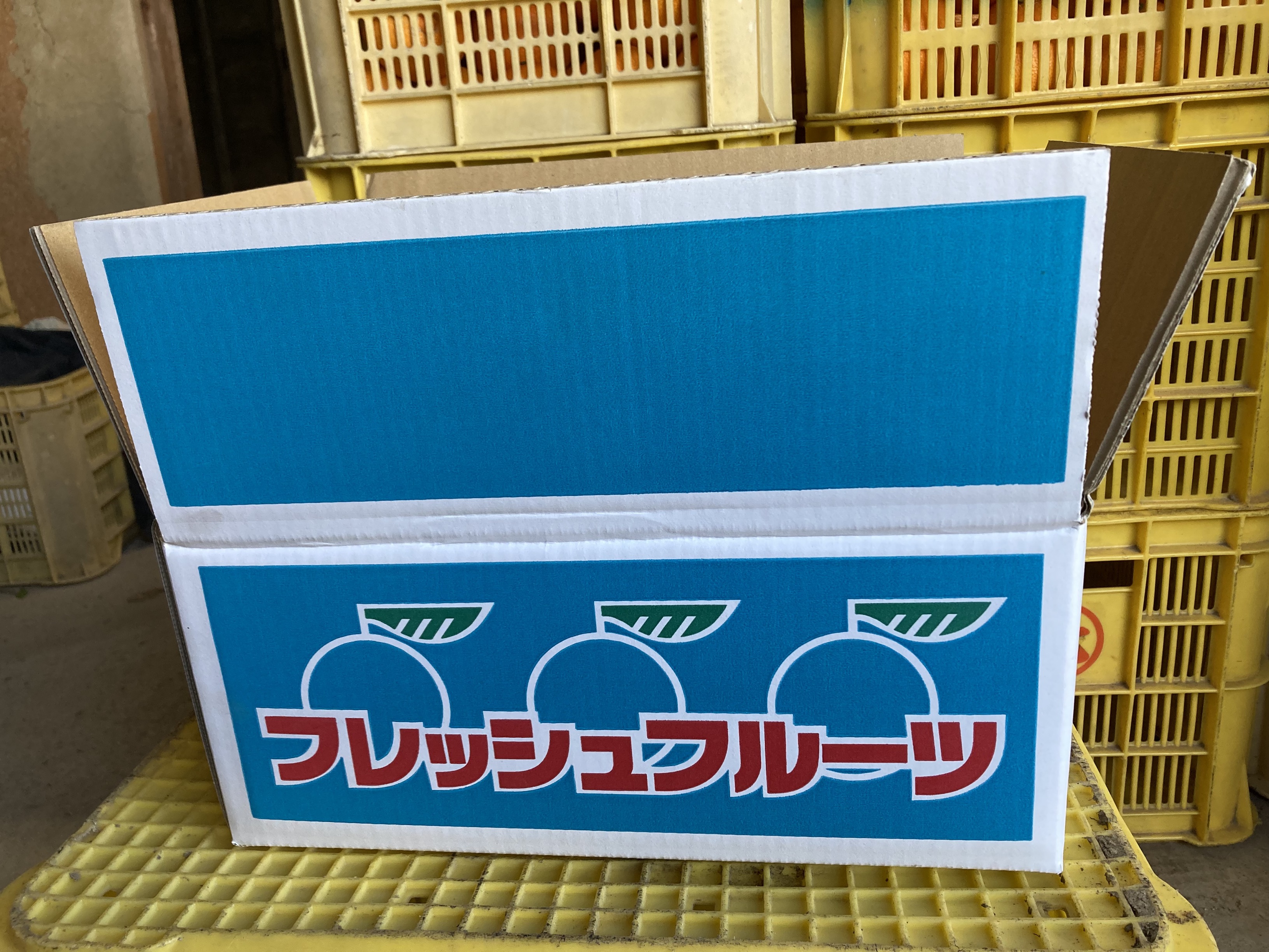 愛果28号 5kg 紅まどんな同一品種 バラ詰め ご家庭用 サイズミックス 農園直送 先行予約 12月発送 愛媛 数量限定 愛媛県産 人気 柑橘 伊予市｜B274