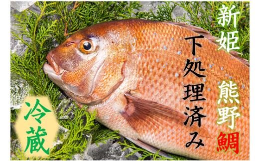 <テレビで紹介されました> 配送日指定可 鯛 1匹 下処理済み 朝どれ (冷蔵) お刺身 塩焼き 煮つけ ブランド 新姫熊野鯛 