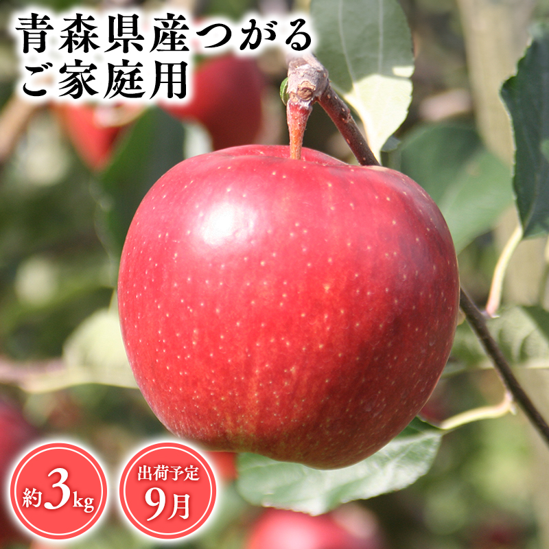 2026年産9月発送　【訳あり】家庭用つがる3kg　【青森県 平川市 そと川りんご園】9月発送 家庭用 青森 青森県産 平川 りんご リンゴ 林檎 くだもの 果物 フルーツ