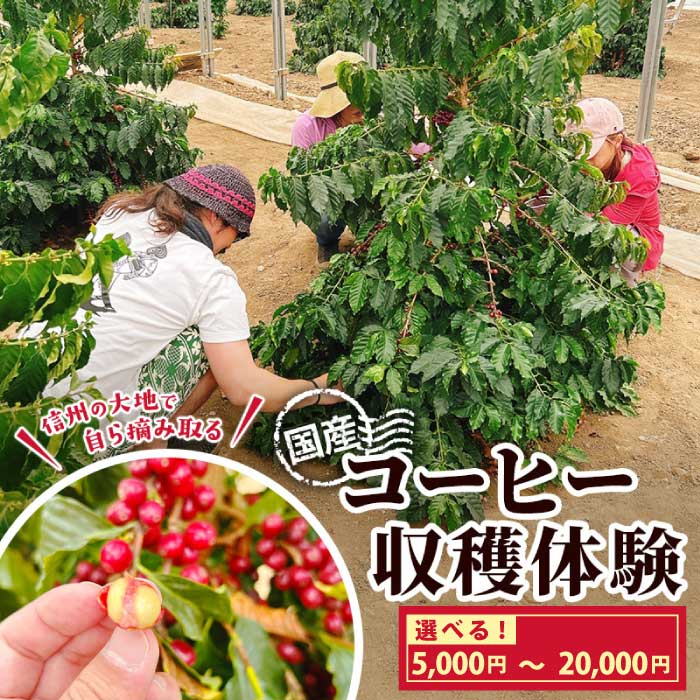 【ふるさと納税】国産コーヒー収穫体験 ｜コーヒーチェリー 収穫 試飲 体験