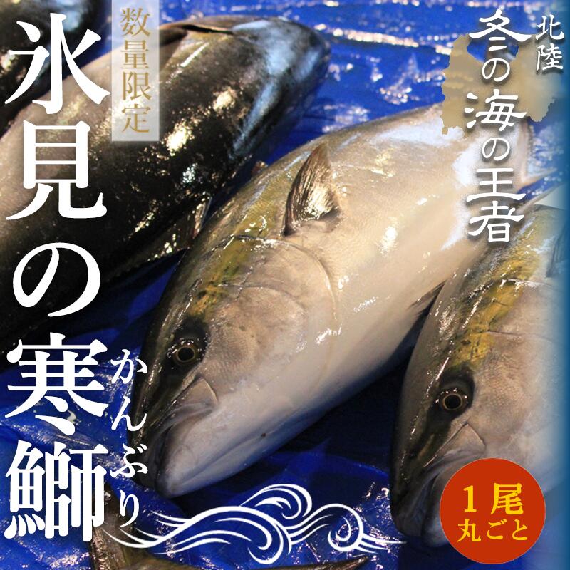 【ふるさと納税】【先行予約】 天然 寒鰤 『ひみ寒ぶり』 一本丸ごと！※配送エリア限定※ 富山湾 寒ブリ 鰤 氷見 能登 国産 寒鰤