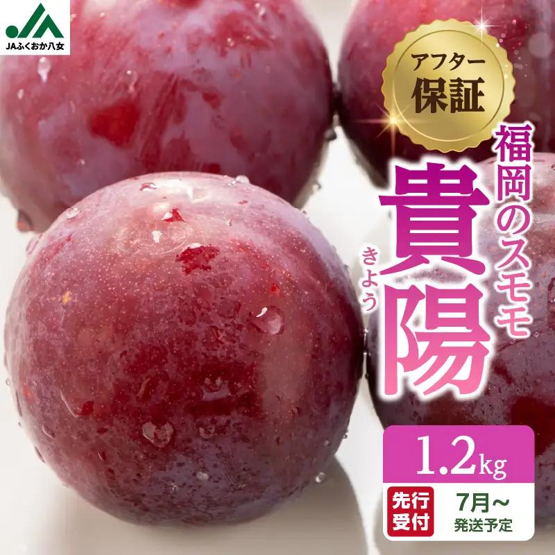 【先行受付】＜福岡のスモモ＞貴陽 1.2kg|JAふくおか八女| すもも すもも フルーツ 産地直送 高糖度 糖度18度 美味しい 濃厚 甘酸っぱい 旬 先行予約 数量限定 期間限定 クール便 冷蔵配送