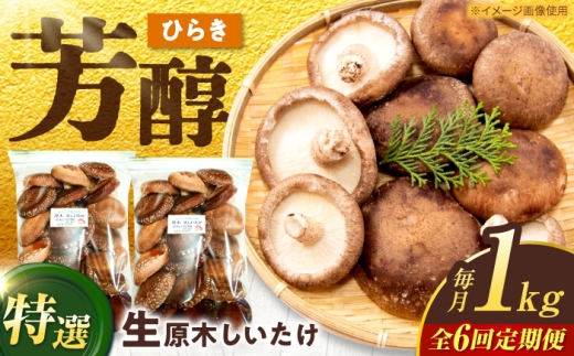 【6回定期便】特選生しいたけ ひらき 1kg（500g×2袋） 椎茸 しいたけ シイタケ 生 国産 岐阜 白川町 / 清水しいたけ園 [AWAY009]