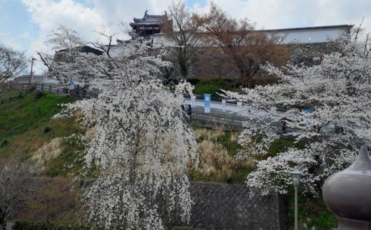 〈返礼品相当額で福知山城の桜の植樹活動を支援〉「お城に花を咲かせよう会」への寄附 (1点)【fc-UA001】【お城に花を咲かせよう会】