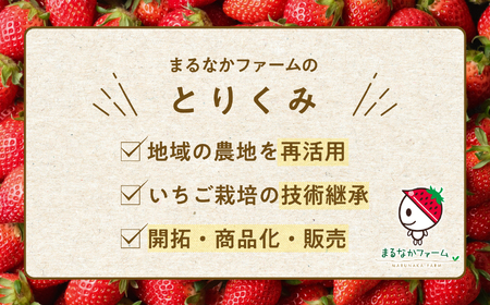 リキュール Koichigoリキュール 300ml×3本セット【まるなかファーム株式会社】