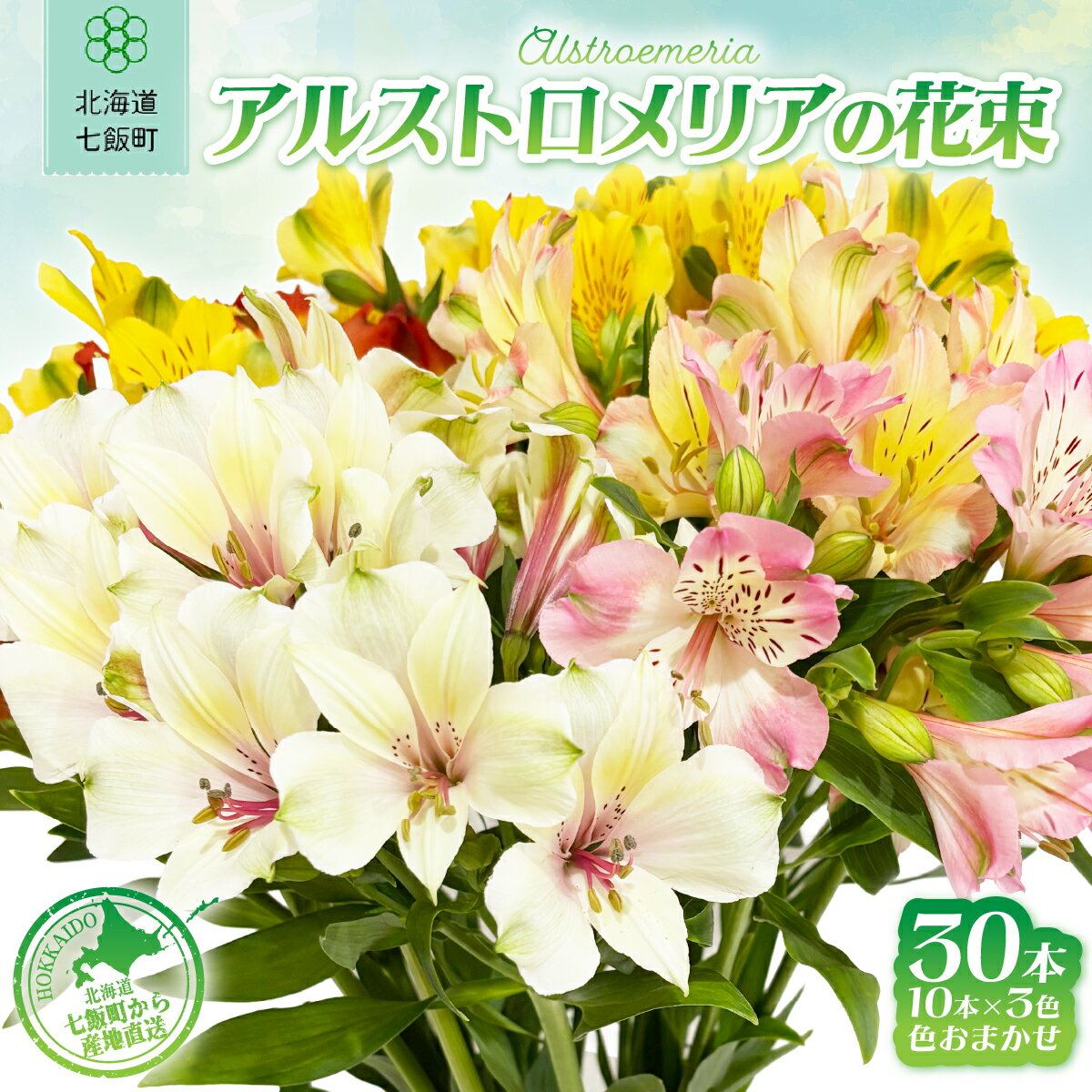 【ふるさと納税】北海道七飯町産 アルストロメリア 花束 30本 花 ギフト 誕生日 女性 人気 長持ち 新鮮 フラワー 北海道産