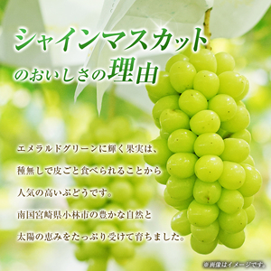 シャインマスカット 1kg ブドウ ぶどう フルーツ 果物 