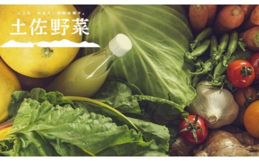 『定期便 全6回』無農薬生姜200gと旬の野菜の詰め合わせ【土佐野菜】【セット 新鮮 野菜 毎月  人気 おすすめ 高知県 南国市】