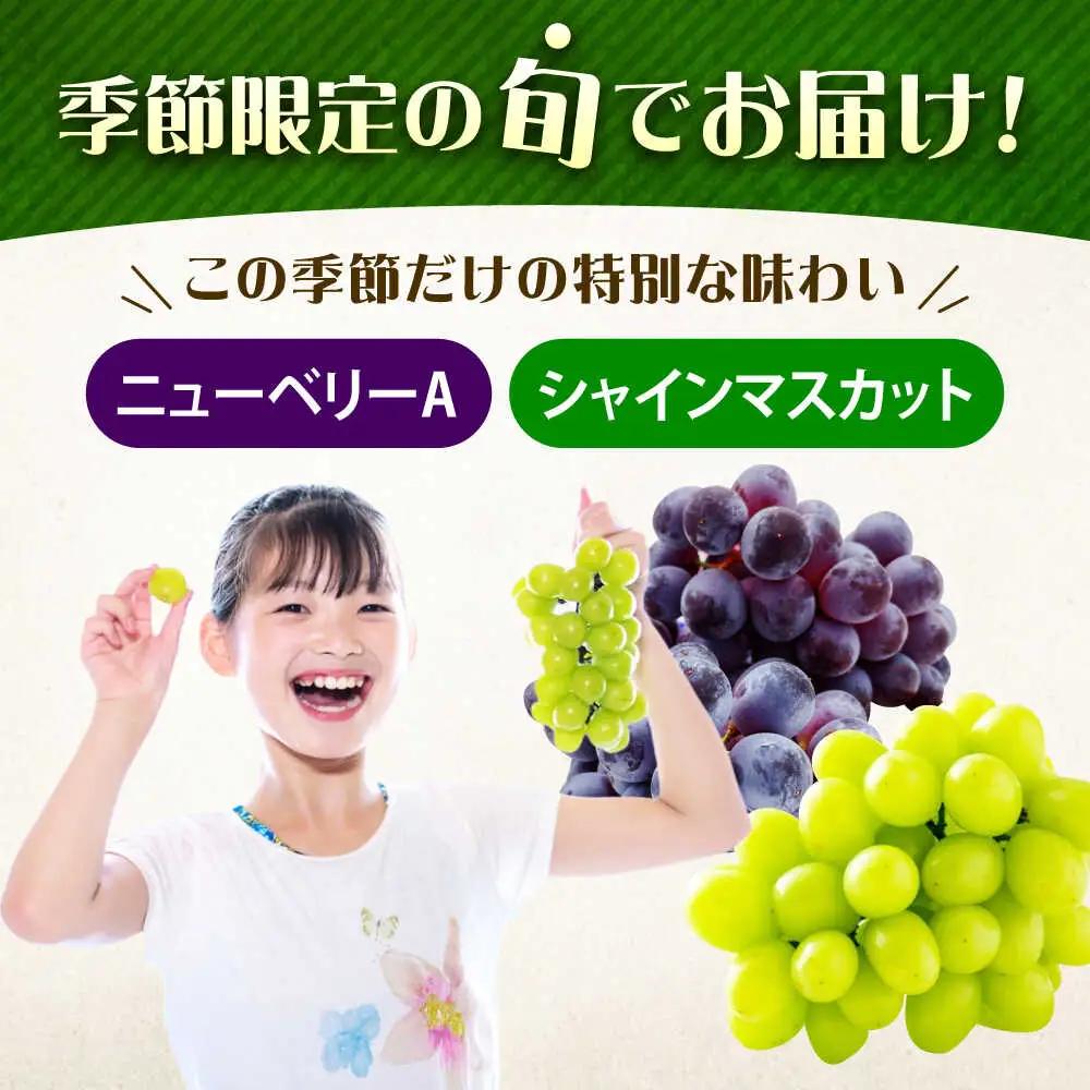 先行予約 【2026年9月中旬9月下旬発送】 ぶどう食べ比べセット（ニューベリーA・シャインマスカット） 計1kg [BAGF002]ぶどう