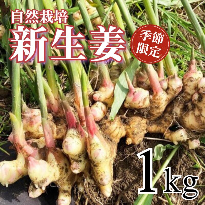 【ふるさと納税】 先行予約 新生姜 1kg 自然栽培 農薬 化学肥料不使用 高知県