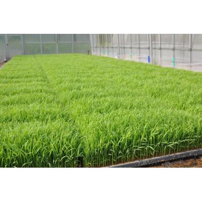 ふるさと納税 茂原市 【毎月定期便】千葉県茂原市産「コシヒカリ」玄米10kg全6回 |  | 02