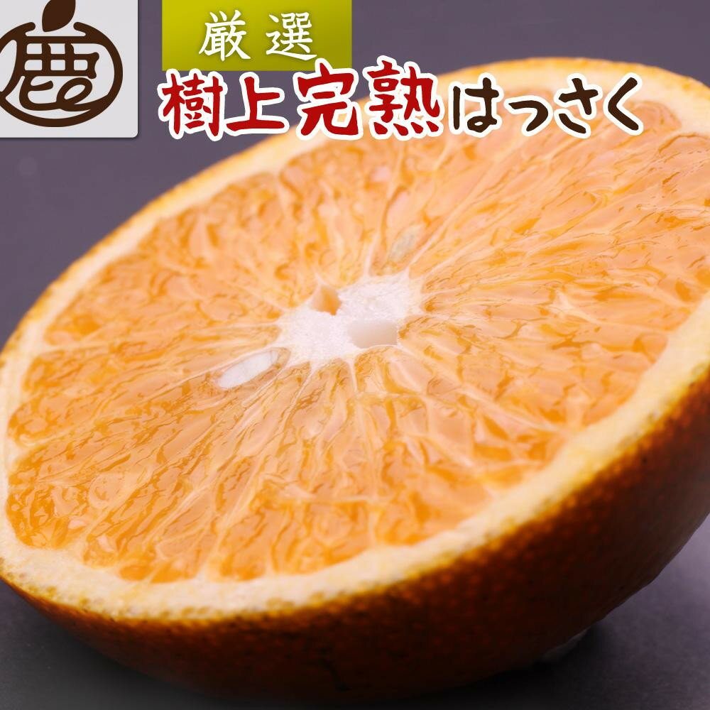 【ふるさと納税】［先行予約］厳選 樹上完熟はっさく5kg+250g（傷み補償分）［有田の春みかん・五月八朔・木生りはっさく］［光センサー選別］ | みかん ミカン 甘い フルーツ ジューシー 産地直送 和歌山 送料無料 果物 わかやま