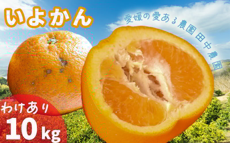 
             伊予柑 いよかん 約 10kg 訳あり【1月上旬から順次発送】愛媛産 愛媛県産 国産 愛媛みかん 愛媛蜜柑 愛媛ミカン みかん ミカン mikan 柑橘類 先行予約 訳アリ ワケアリ 蜜柑 柑橘 フルーツ 果物 くだもの お取り寄せ 産地直送 数量限定 人気 おすすめ 愛媛県 松山市 田中農園 送料無料
          