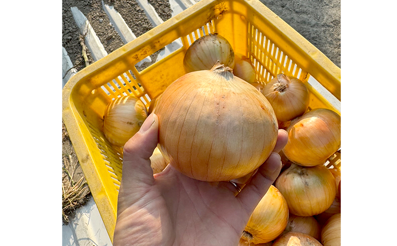 淡路島 玉ねぎ 5kg 玉ねぎ タマネギ 淡路島産 5キロ スープ ハンバーグ 肉じゃが 野菜 サラダ FARM YOLO 淡路 洲本市