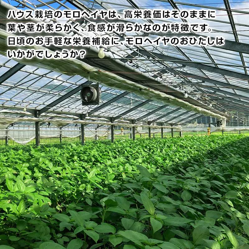 ハウスモロヘイヤ 100g×10袋 ネバネバ 高栄養価（βカロテン/各種ビタミン/カルシウム/カリウム/葉酸など)