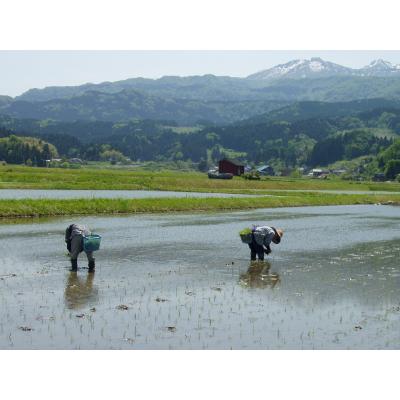 ふるさと納税 糸魚川市 新潟県糸魚川産コシヒカリ　ひすい営農センター厳選米「ひすいの里」10kg |  | 01