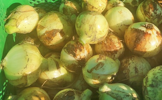 【先行予約】【訳あり】たなか農産の柳川産新玉ねぎ 約5kg