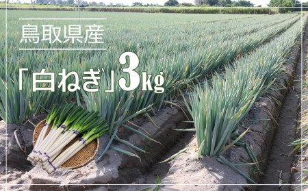 鳥取県産　白ねぎ（3kg）白ネギ