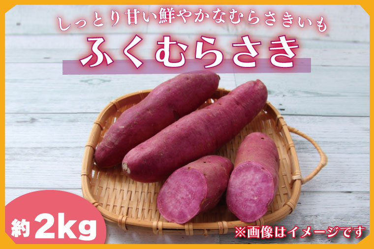 【2025年11月より順次発送】2025年度産 しっとり甘い鮮やかな紫いも ふくむらさき 約2kg｜さつまいも 芋 お芋 ふくむらさき 紫いも 渋谷農園 先行予約 茨城県 行方市(BZ-58)
