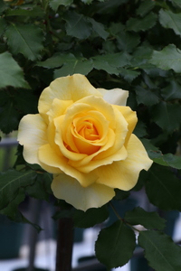バラ苗鉢植え「長尺・つる性ゴールドバニー」　 バラ苗1鉢 ノイバラ台木 花 長尺 つるバラ 丸弁カップ咲き 返り咲き 微香8寸鉢 2年生苗 ガーデニング 初心者 母の日 父の日 誕生日 新築祝い 記念