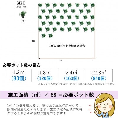 タマリュウ80個　 ポット【三重県産】タマリュウ専門店