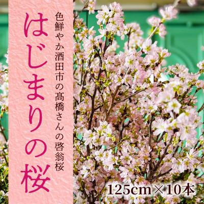 ふるさと納税 酒田市 「はじまりの桜」庄内の桜!酒田市の高橋さんの啓翁桜 125cm (2026年2月中旬より発送)