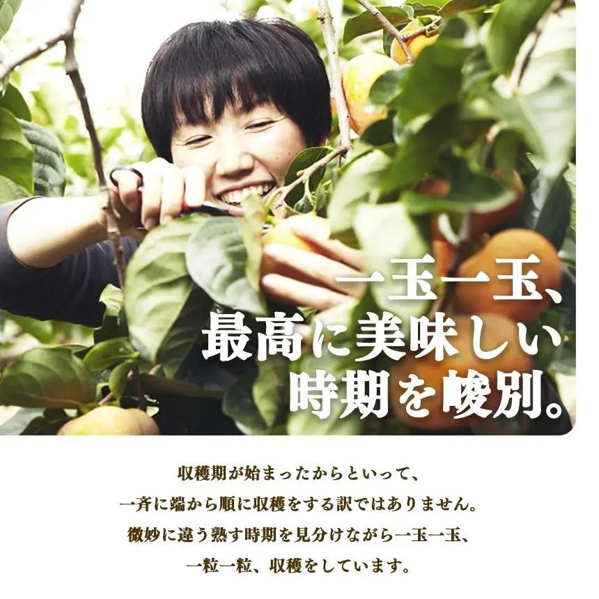 【 堀うち農園 】どっさり 約 5kg 訳あり 富有柿 | フルーツ くだもの 果物 柿 かき デザート 人気 国産 産地直送 カキ 果実 11月 順次発送 秋 旬 味覚 グルメ お取り寄せ 大容量 