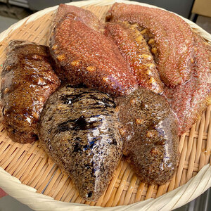 赤なまこ（活）2～6個入り 800g【1月～3月配送】 兵庫県 洲本市 淡路島