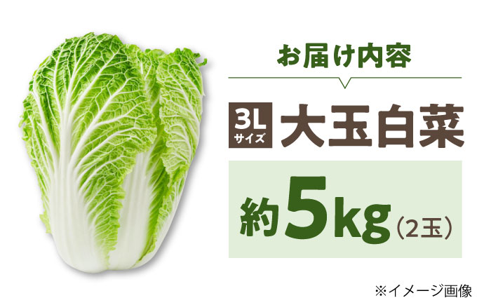 【先行予約】　【11月下旬から順次発送】 白菜 3Lサイズ×2玉（約5kg）　はくさい ハクサイ 旬　野菜 国産 新鮮 愛媛県大洲市/ふじた農園 [AGDH007]