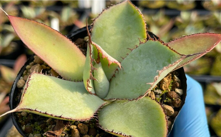 アガベ グアダラハラナ 1株 Agave guadalajarana 長与町/アグリューム[EAI204] 