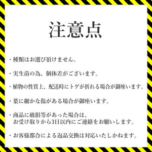 多肉植物 インテリア アガベ ユタエンシス＆ユタエンシス・カイバベンシス 3.5号黒鉢 各１ポット 人気 観葉植物 グリーン リラックス 初心者でも育てやすい 伊予市｜B217