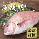 【ふるさと納税】 鯛 タイ 刺身 まるごと 1匹分 鮮魚 日本最高峰評価のマダイ ブランド 海援鯛 魚 産地直送 高知県 須崎市