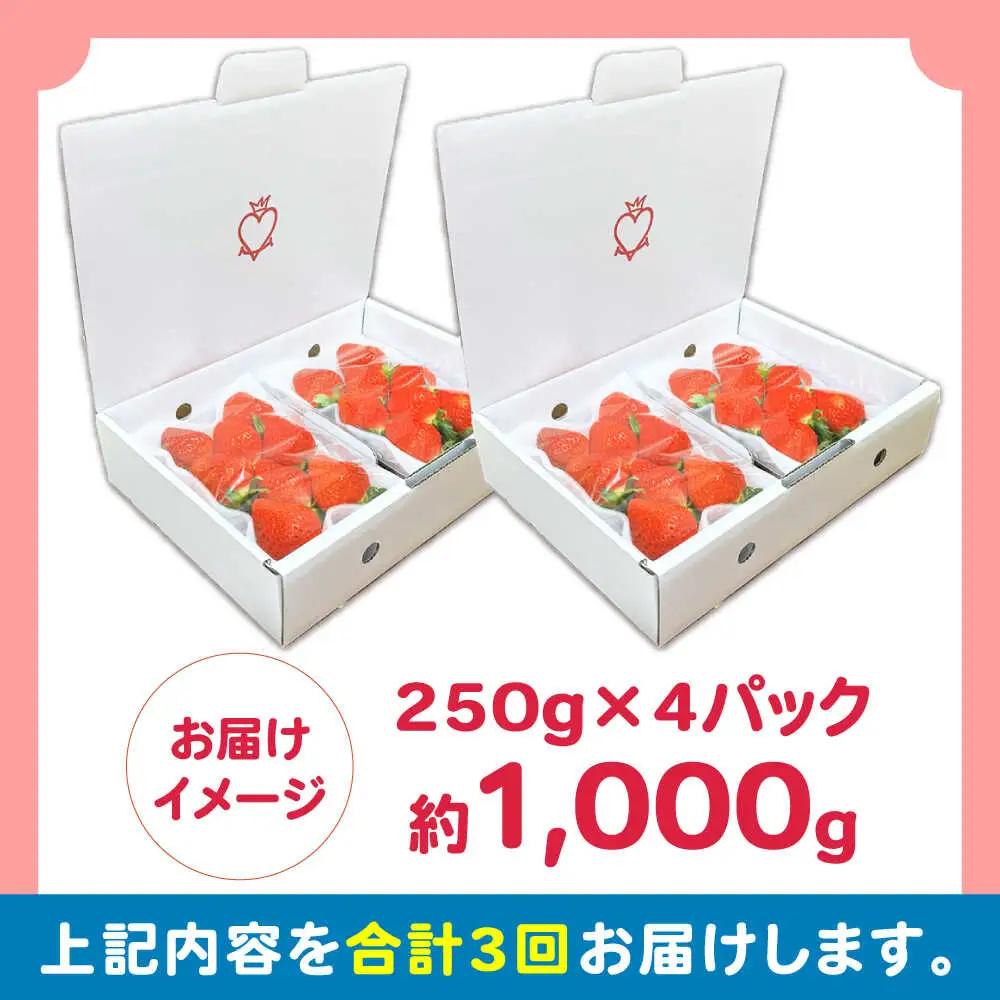 【2027年2月 初回発送】【3回定期便】南島原産 いちご 「恋みのり」約250g×4P [SFF003] いちご