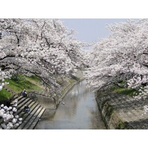 【返礼品なし】高田千本桜や大和高田市内の都市公園などの桜への寄附　1口:10,000円