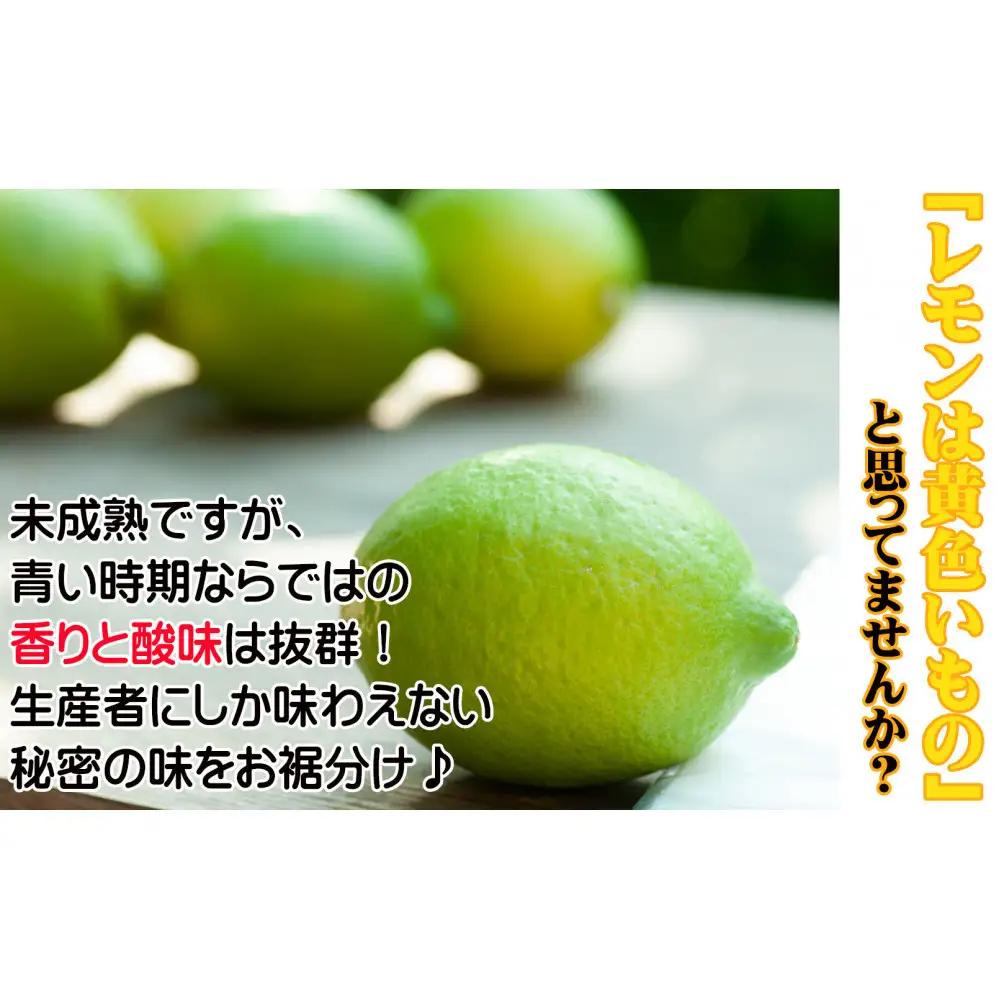 レモン 約5kg 大小混合サイズ ちょっと訳あり 11月～2月に鈴木みかん農園より農園直送！ 青いレモン 黄色いレモン ※北海道・沖縄・離島への配送不可