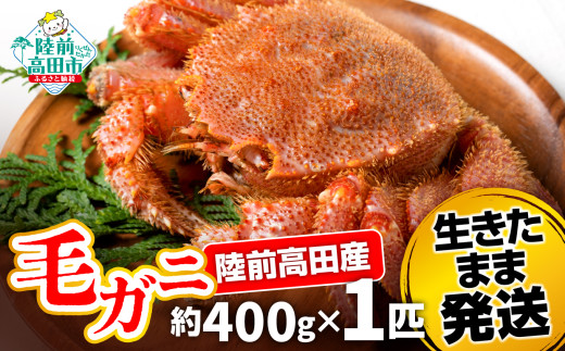 【毛ガニ 約400g×1匹】 陸前高田産 毛ガニ 生きたまま発送！ 【 かに カニ 魚介類 旬 鮮度抜群 産地直送 三陸産 】RT2660-400g