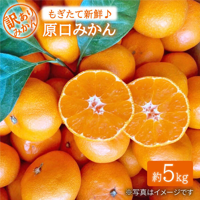 【ふるさと納税】【数量限定】【訳あり】原口みかん 約5kg＜中尾果樹園＞ [CEL007] みかん 蜜柑 ミカン 西海みかん 温州みかん 果物 フルーツ 贈答 ギフト プレゼント 甘い ジューシー