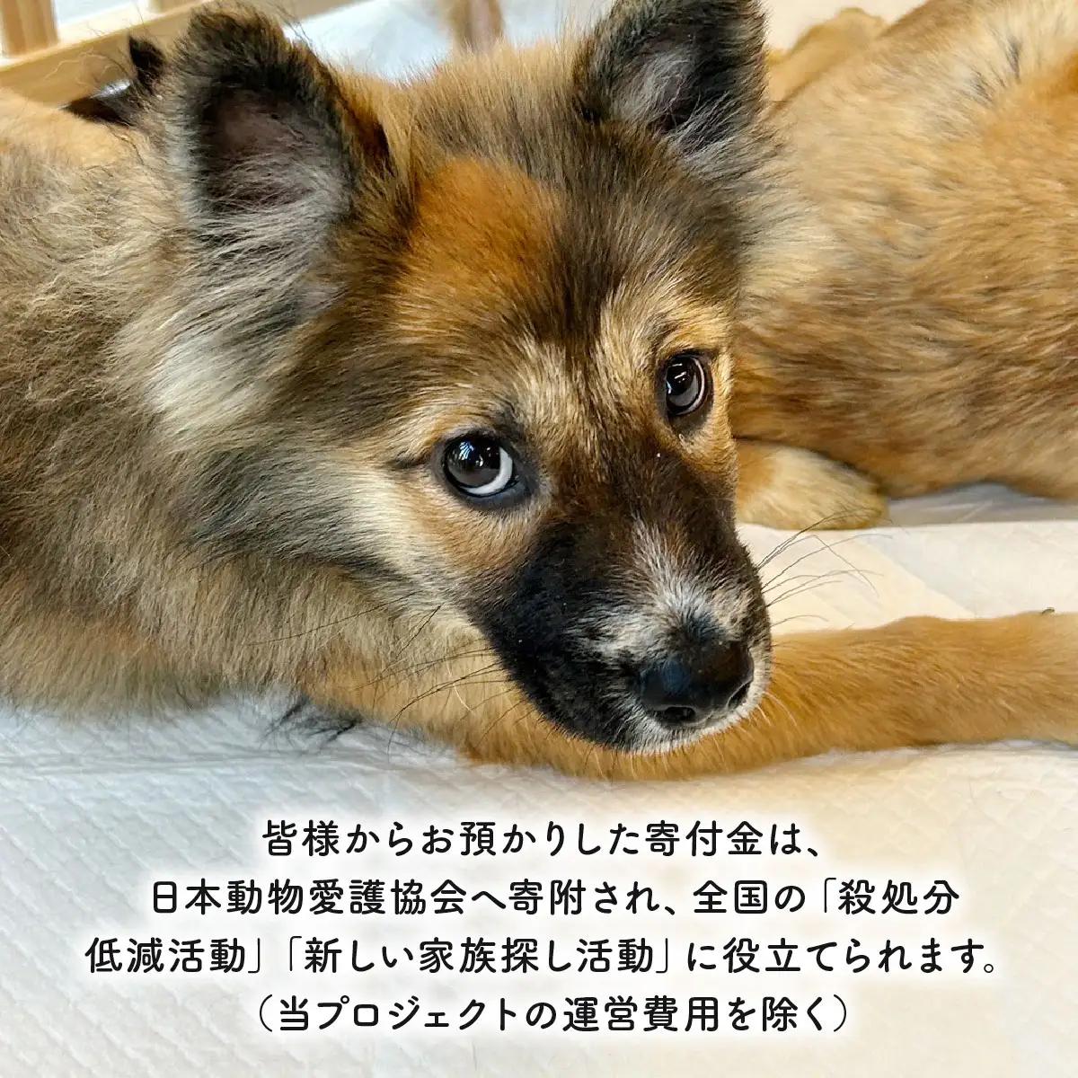 日本動物愛護協会殺処分低減活動への寄附【犬猫殺処分ゼロ】（返礼品なし）【MRI-AiD】【寄付額：5万円】【pr-0902-7】