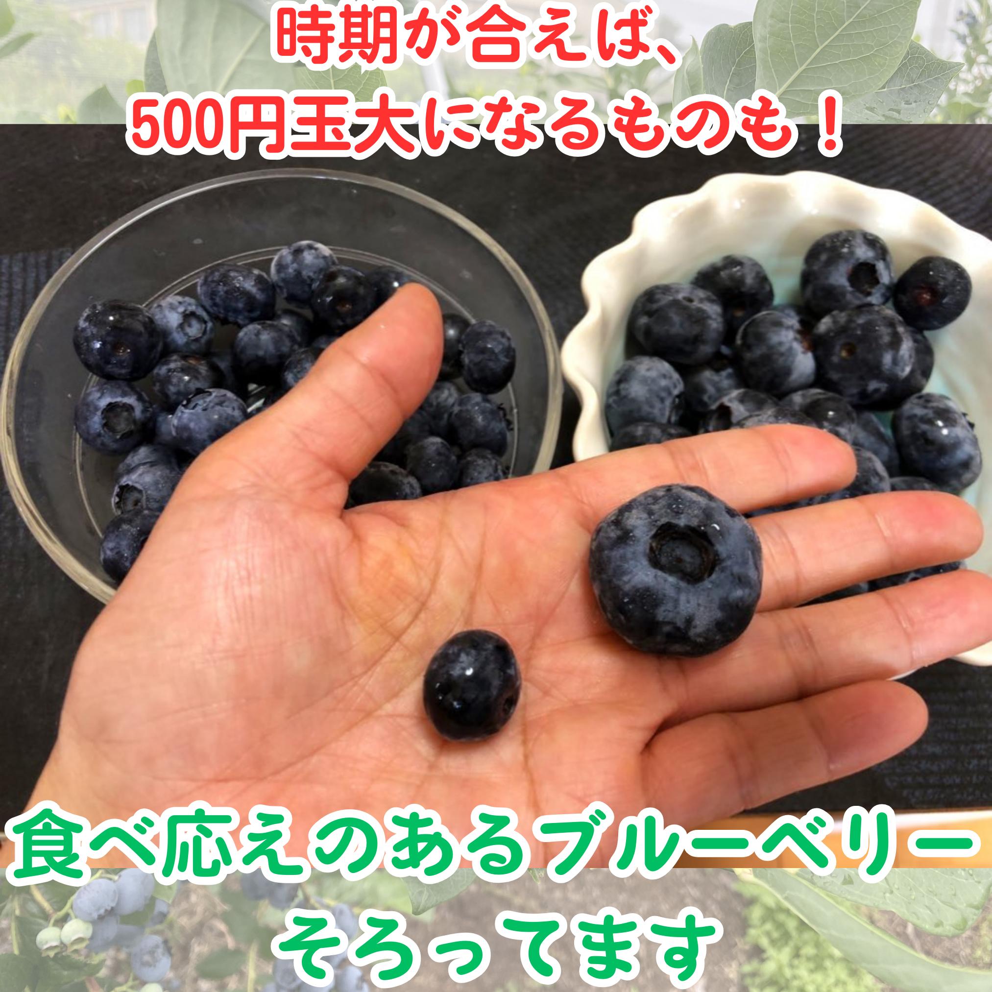 
                  ７・８月限定！完熟ブルーベリー２種類食べ比べセット！
                