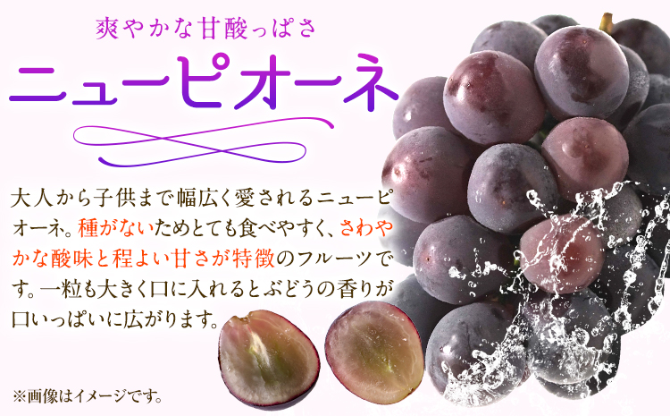 【先行予約】 岡山白桃 & ニューピオーネセット【配送不可地域あり】白桃 ロイヤル220g以上 ニューピオーネ 1房 （380g以上）《7月上旬-8月末頃に出荷予定(土日祝除く)》 岡山県 矢掛町 桃