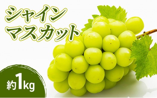 
                  小松農園　2026年産先行予約シャインマスカット 1kg 果物 フルーツ マスカット 長野県 |  シャインマスカット ぶどう フルーツ 果物 人気 おすすめ ギフト プレゼント 送料無料 長野県 長野市 信州 信濃 ふるさと納税
                
