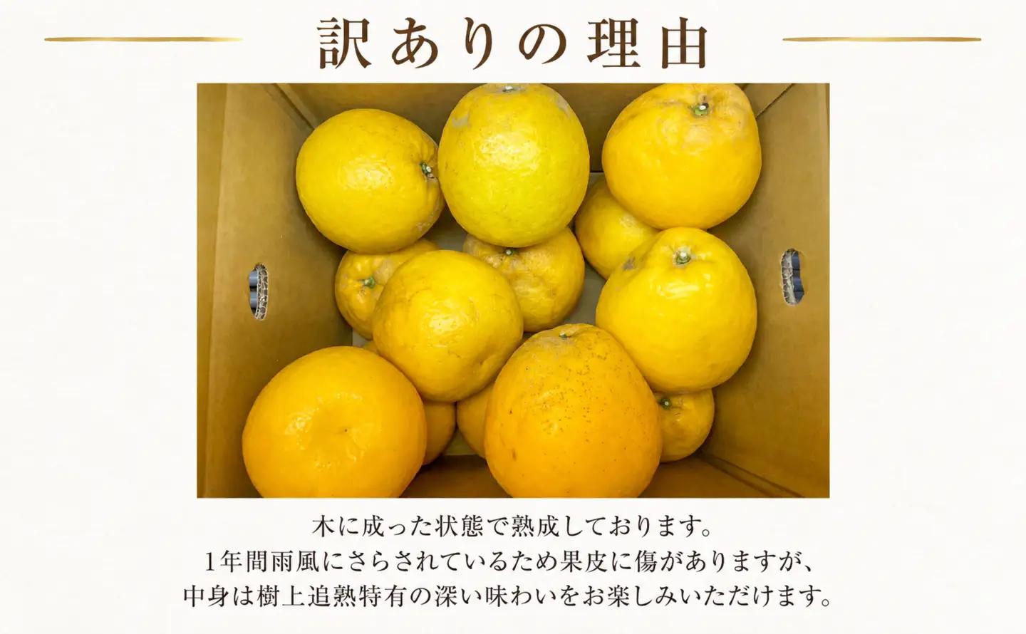 木成り 追熟 訳あり 愛南ゴールド 約10kg 柑橘 フルーツ 河内晩柑 果物 蜜柑 みかん くだもの mikan 家庭用 傷 不揃い 1年 サイズミックス かわち ばんかん かんきつ 和製 グレープ