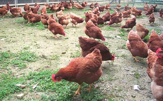 唐津の七山で自由にのびのび平飼い（放し飼い）で飼育しております。
餌は厳選された飼料だけを自家配合しており、安心、安全。