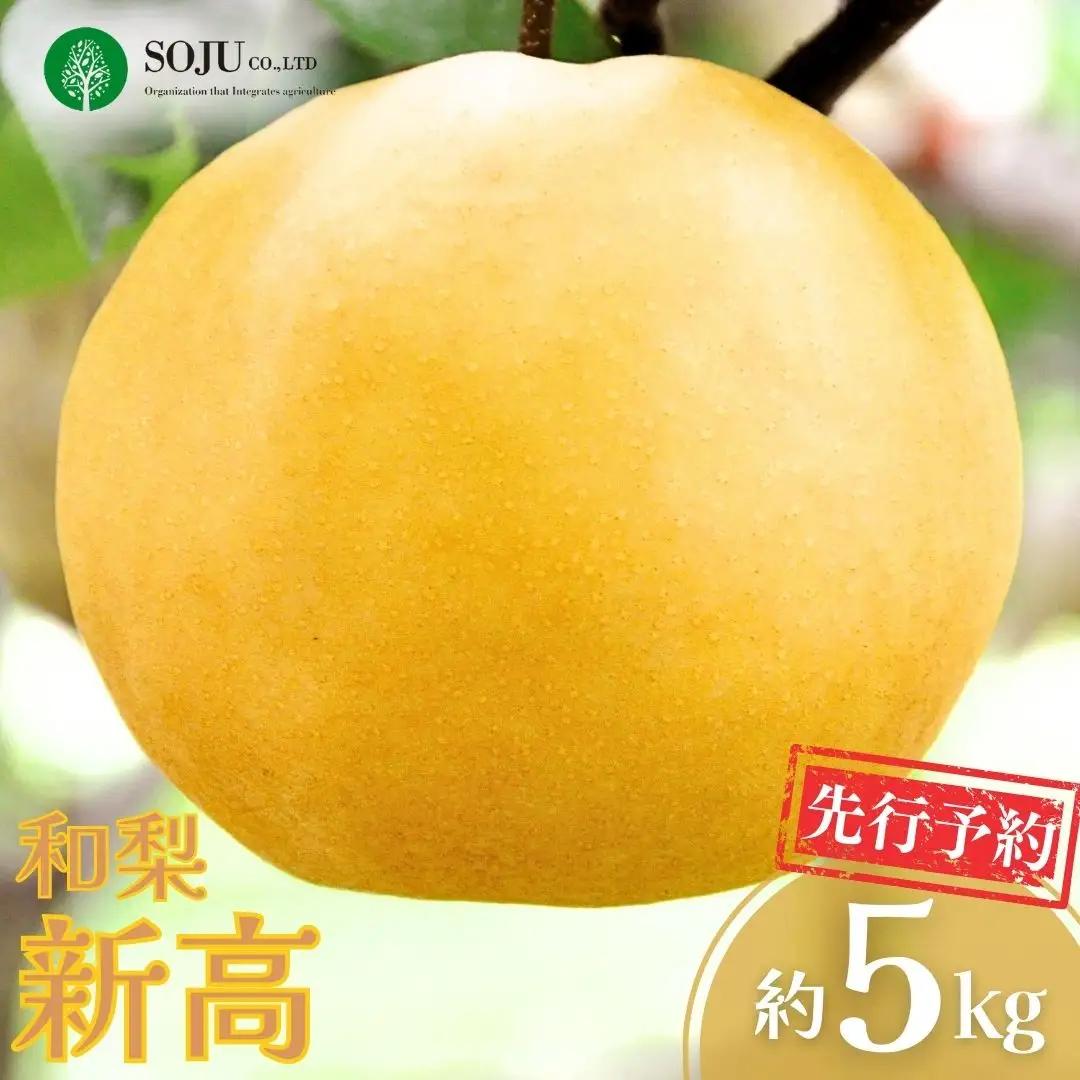 先行予約 新高梨 約5kg 令和8年度 新潟県 新高 三条市産 新高 梨 [三条果樹専門家集団] 016P022