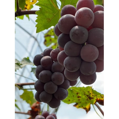 【先行予約 2025年発送】岡山県産　種なし完熟 ニューピオーネ　2房(1kg)【配送不可地域：離島】