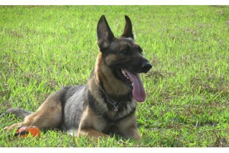 日本捜索救助犬協会の活動を応援！10万円 ｜被災地支援 犬猫支援