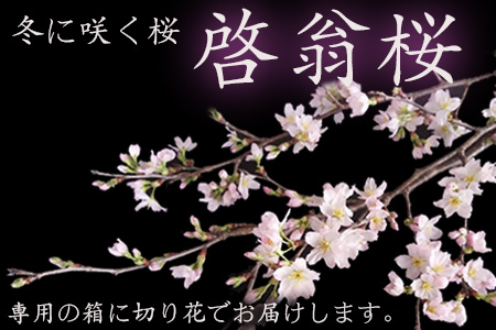 【2026年発送】冬に咲く桜「啓翁桜」の切り花（80～90cm枝×8～10本）_F068(R7)