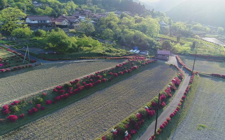 青野山の湧水と朝晩の寒暖差が育んだ棚田の甘~い米「コシヒカリ」(白米5kg×1袋)(令和7年産)