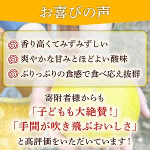 服部農園で育てた土佐文旦 早期予約 文旦 10kg 2Lサイズ 土佐 文旦 土佐 文旦 土佐 文旦 人気 HT-07